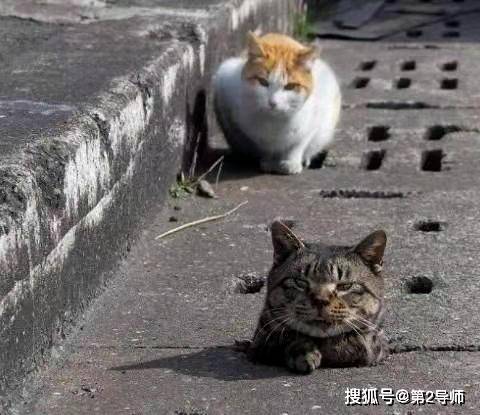 
网络热词年年有,今天特别多,社会性死亡我裂开了_bsports必一体育(图7)