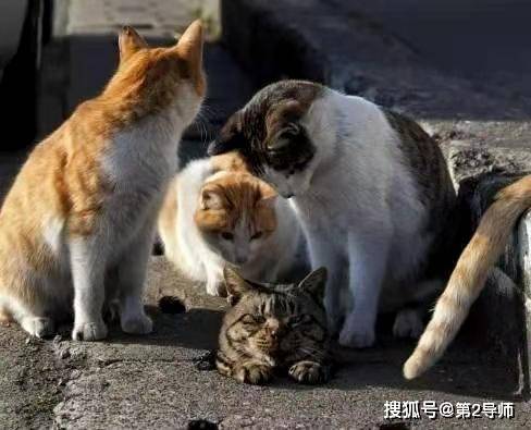 
网络热词年年有,今天特别多,社会性死亡我裂开了_bsports必一体育(图8)