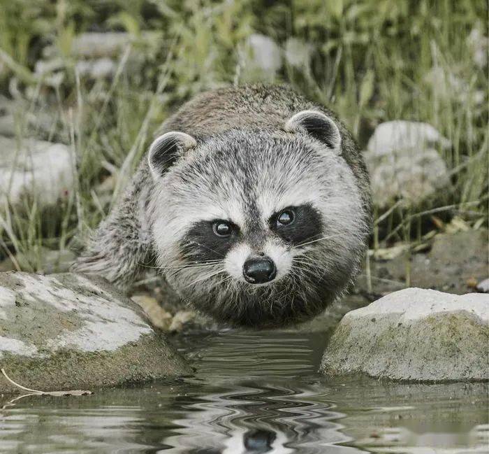 
如果这个星球上的所有动物都是胖胖的 他们会是什么样子？“bsports必一体育”(图15)