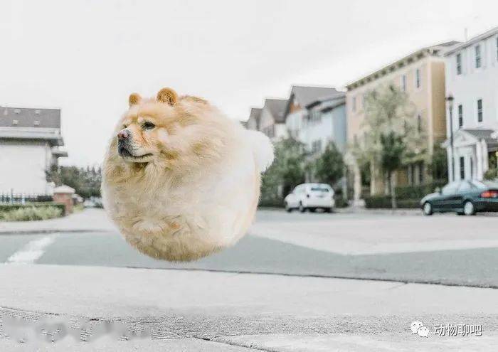 
如果这个星球上的所有动物都是胖胖的 他们会是什么样子？“bsports必一体育”(图18)