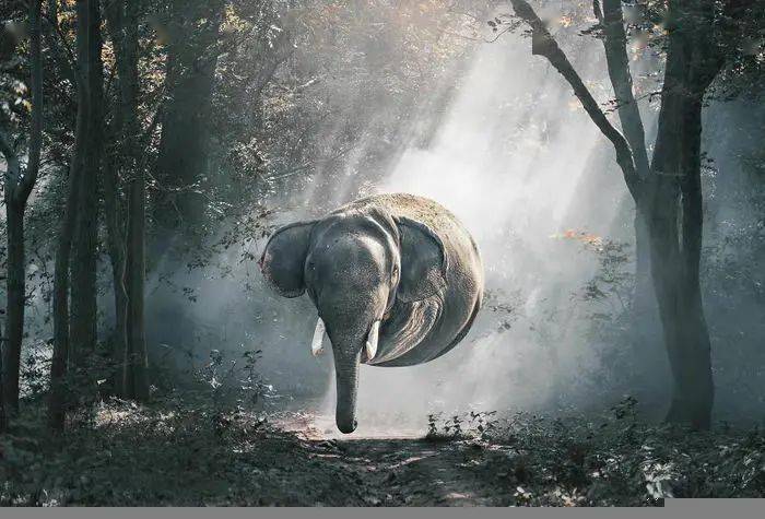 
如果这个星球上的所有动物都是胖胖的 他们会是什么样子？“bsports必一体育”(图21)