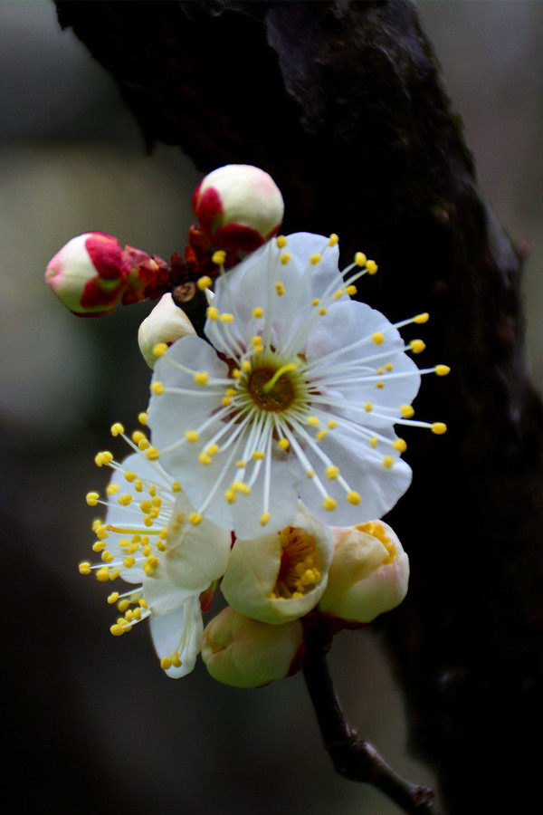 bsports必一体育_北京昨日新增境外输入病例21例 涉及6个国家8个航班(图4) bsports必一体育