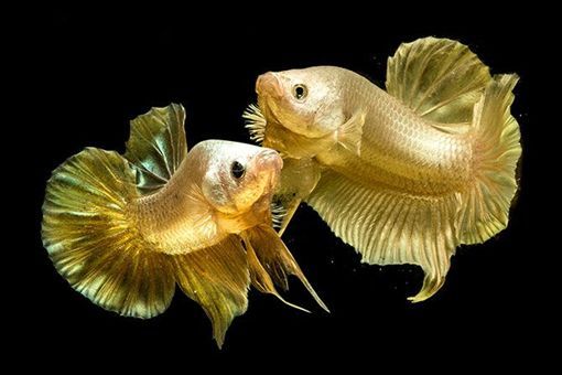 天价手机号背后的法律真空需谨慎|必一运动bsport体育(图2) 必一运动bsport体育