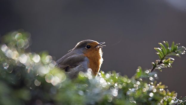 《皓镧传》小春扮演者是谁?小春是不是明玉?_必一运动(图1) 必一运动官网