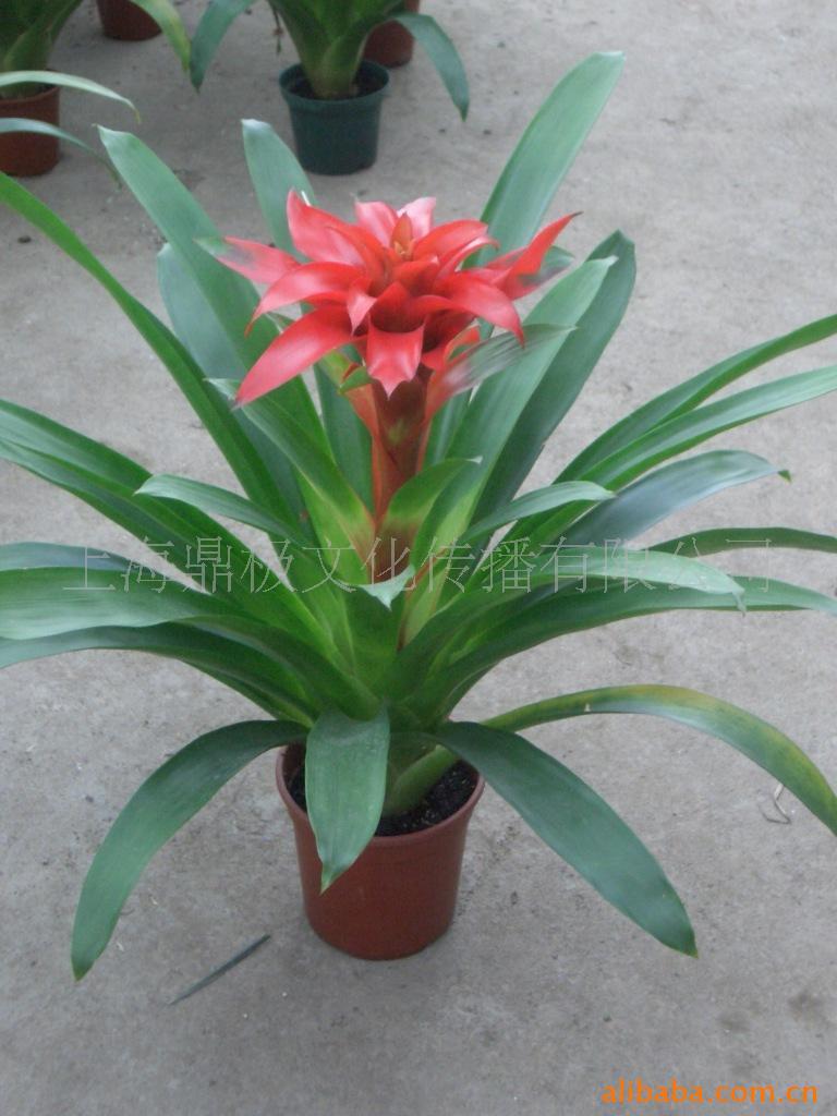 “必一运动bsport体育”《青春的花路》今日上线王思聪陪尤长靖去新西兰?!(图2) 必一运动官网